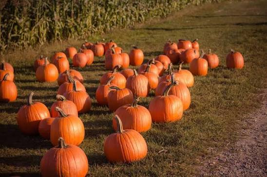 Rocky Top Pumpkin Patch