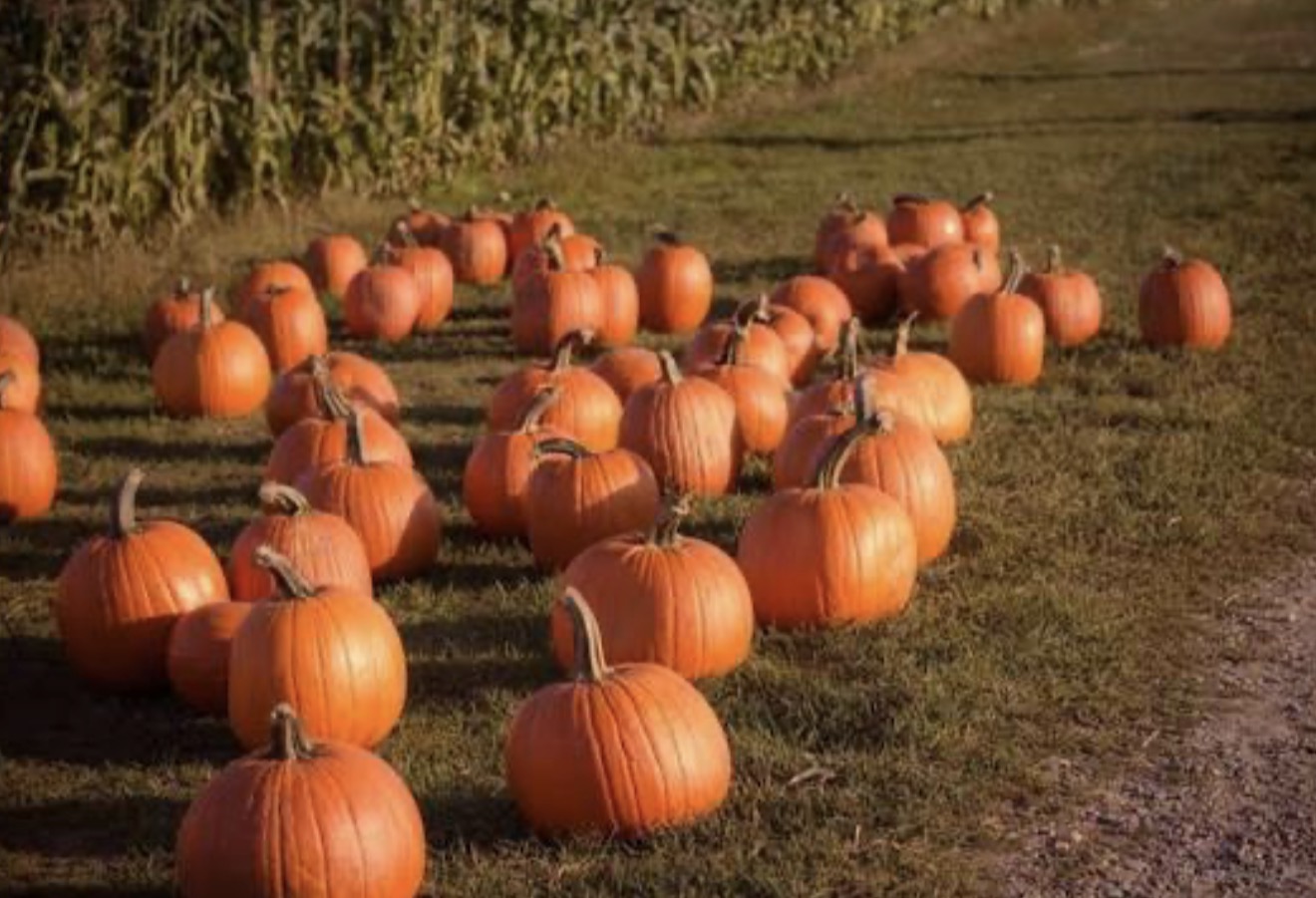 Rocky Top Pumpkin Patch